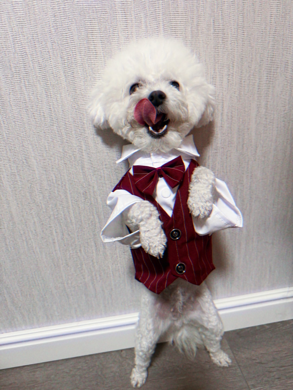 狗狗礼服套装 Dog Formal Suit