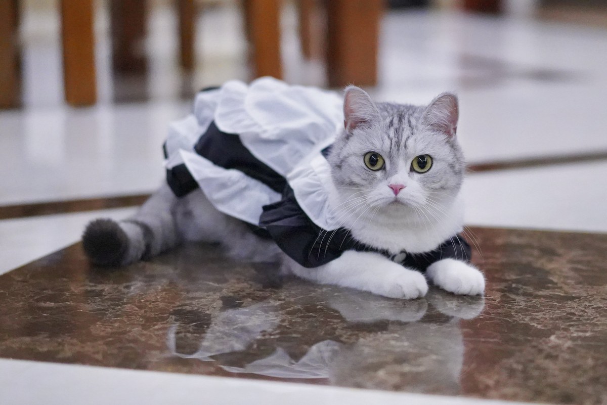 猫咪女仆裙 Cat Maid Dress